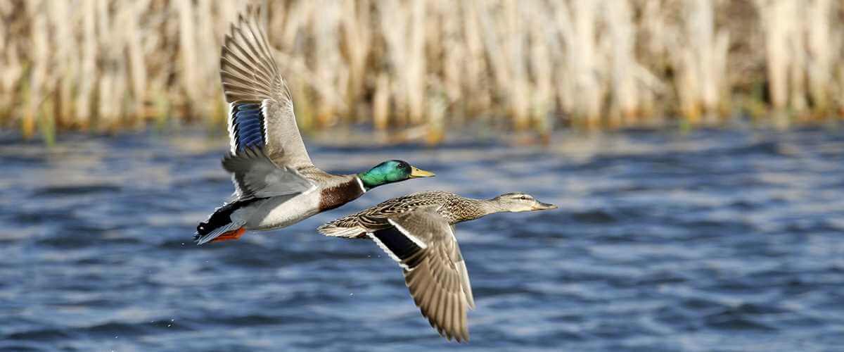 Ducks Unlimited Best of the Bay 2018 FLOCAL
