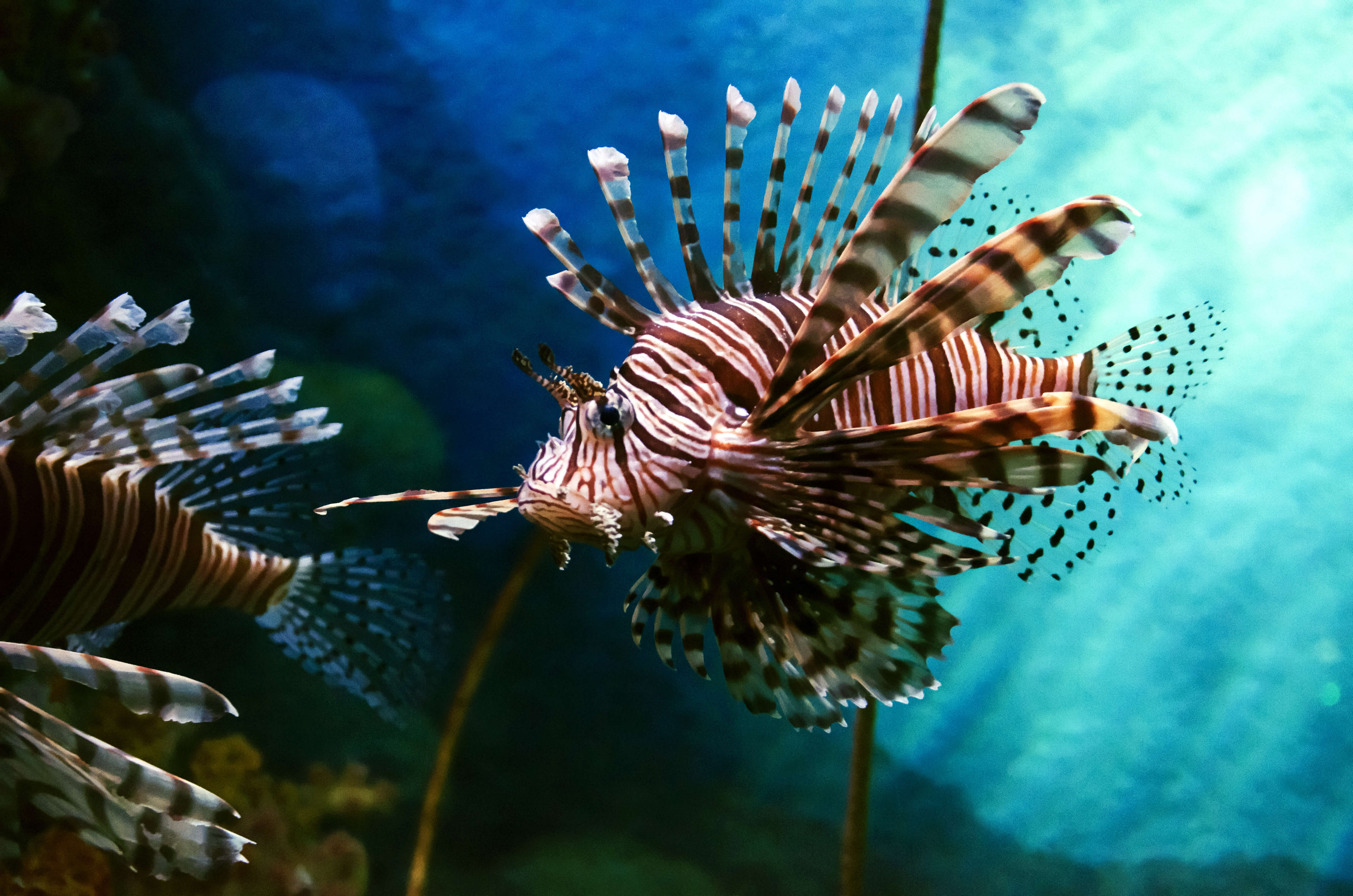 Lionfish Invasion – FLOCAL